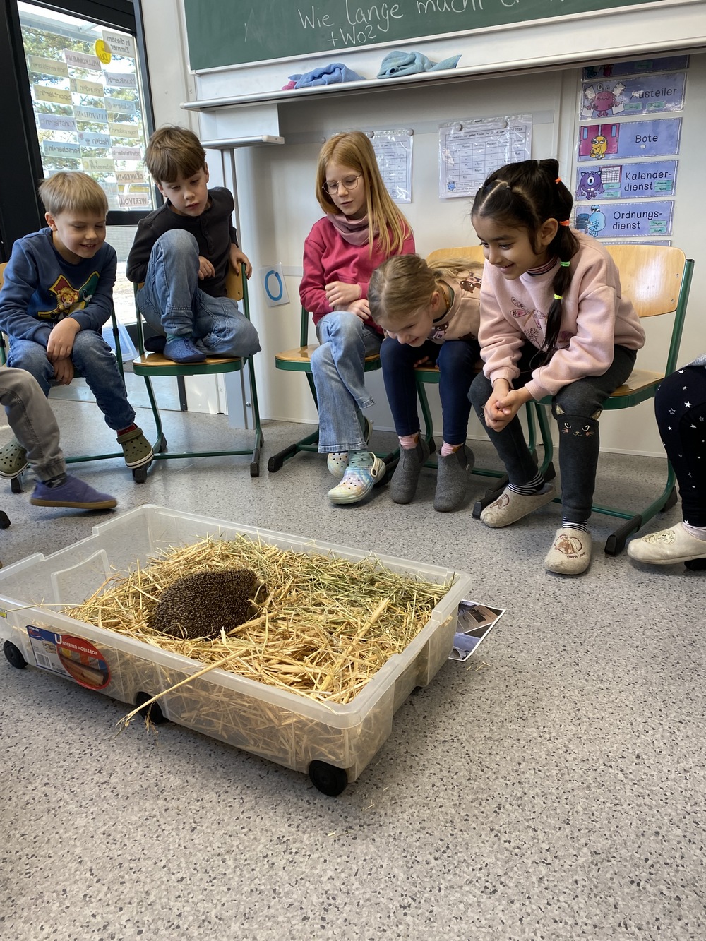 Igel 2