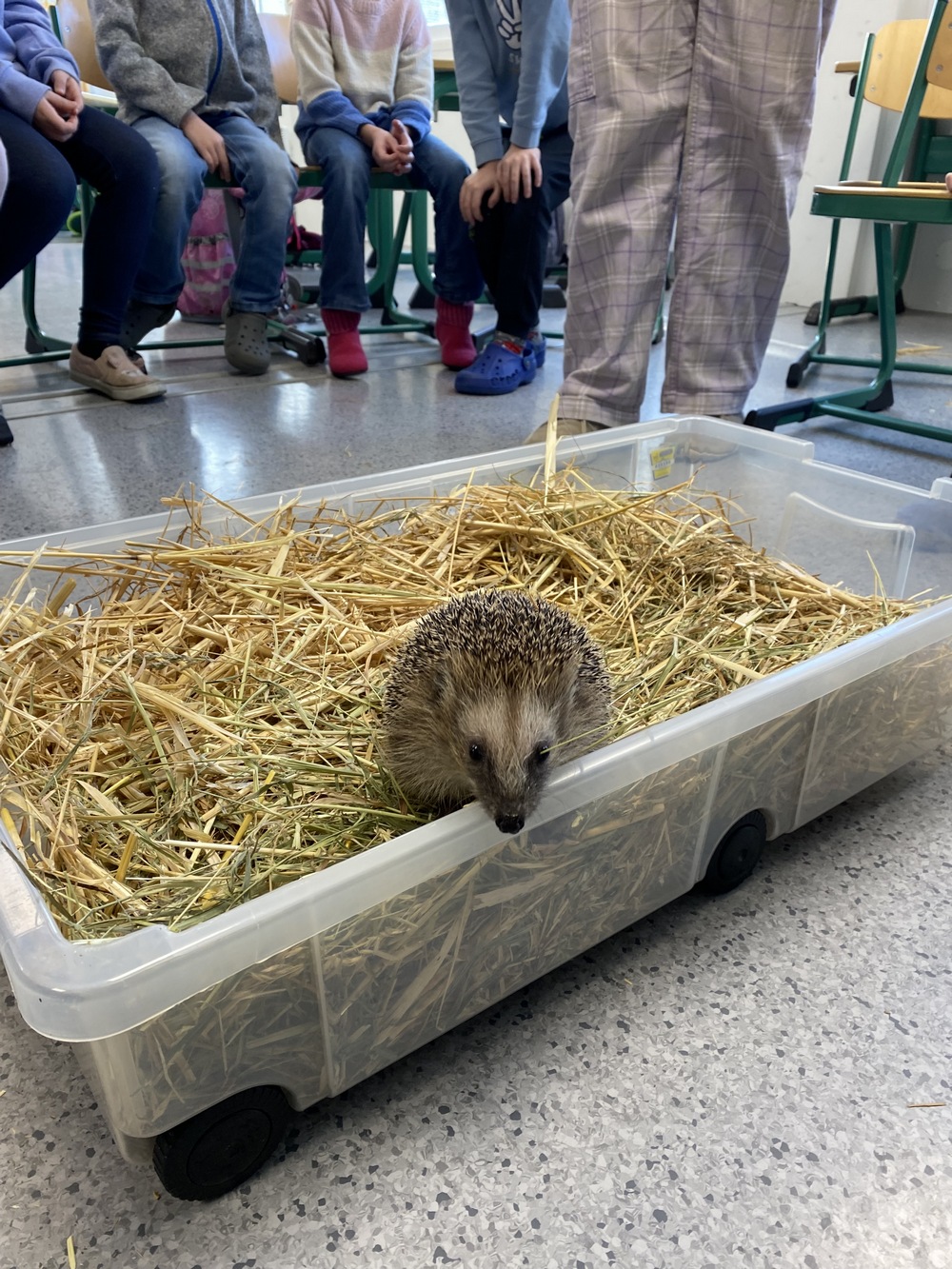Igel 3