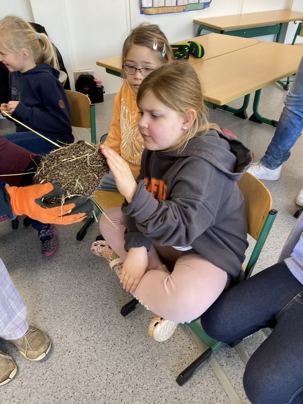 Igel 6