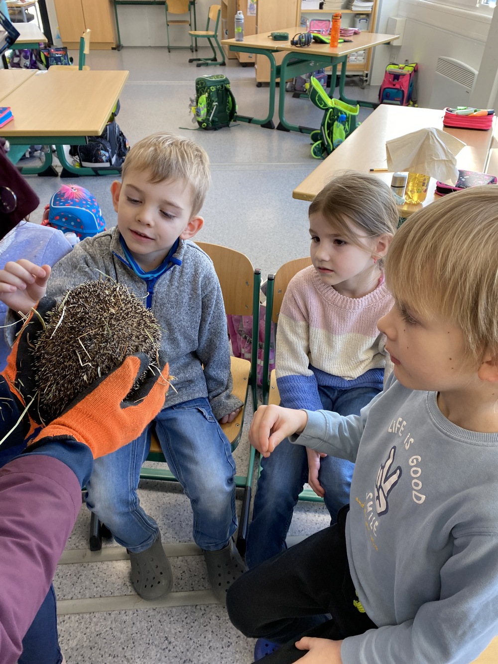 Igel 7